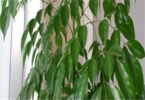 幸福树浇水一次浇多少？