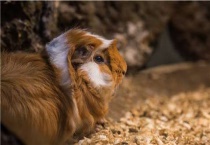 新手养豚鼠要注意什么？