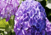 绣球花常见品种有哪些？附绣球花的产地