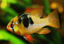 鱼产卵后怎么多久？