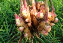 种姜需要遮阳网吗？