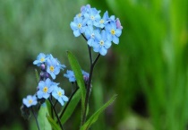 勿忘我要加水养吗？