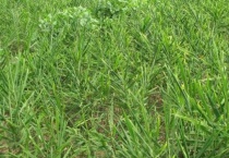 姜苗叶子发黄干枯是怎么回事