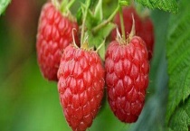 三月泡的成熟时间 三月泡有哪些生长习性