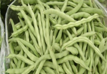 四季豆不可以生吃 附四季豆去毒性的多久？