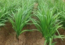 移栽韭菜根一窝种几颗