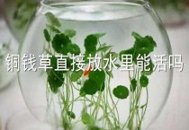 铜钱草直接放水里能活吗？