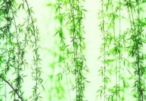 杨柳树和柳树的区别？是什么？