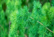 天门冬价格是多少钱一斤？怎么吃 有什么作用和功效