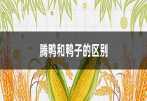 腾鸭和鸭子的区别？