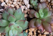 多肉黑斑病怎么治