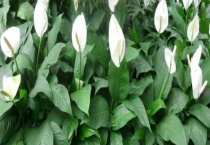 白掌烂根怎么办 严重烂根怎么办？