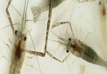 河虾吃什么 食物不足时会自相残杀