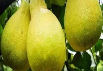 沙田柚病虫害防治技术 沙田柚病虫害带来哪些危害