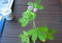 含羞草怎么结果