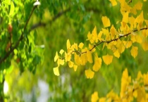 银杏树有雌雄之分吗 如何区分