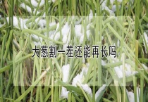 大葱割一茬还能再长吗？