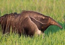 巨型食蚁兽 巨型食蚁兽的天敌