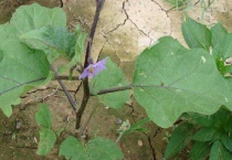 茄子叶子上有黄点是什么原因？