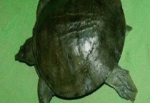 小甲鱼的过冬方式 甲鱼有什么习性