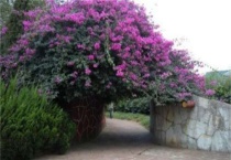 三角梅冬天怕冻吗？