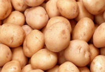 土豆发芽种植盆栽