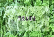 野菜有哪些？