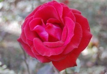 月季开花期间可以施肥吗？