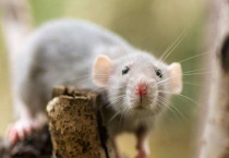 花枝鼠公母哪个温顺