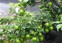 金蛋子是什么植物