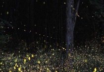 萤火虫吃什么东西 附生活习性