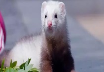 貂是不是国家保护动物 能不能养殖