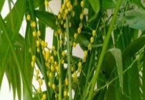 袖珍椰子有毒吗 袖珍椰子能放在卧室里吗？