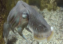 墨鱼产自哪里 附墨鱼简介