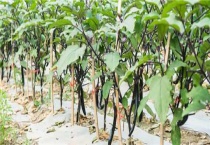 茄子生长温度是多少？