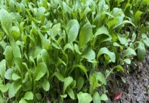 鸡毛菜是不是发物 附鸡毛菜的基本介绍和栽培技术