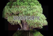 五针松和罗汉松哪个好？