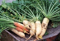 白萝卜和胡萝卜的区别？ 详细介绍