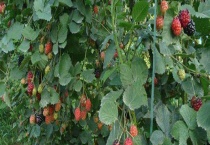 树莓结果需要几年 与桑葚有什么不同