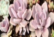 粉色多肉的常见品种 九大粉色多肉品种基本介绍