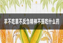 羊不吃草不反刍精神不振吃什么药