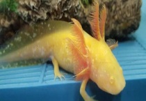 六角恐龙的繁殖方式 六角恐龙有什么生活习性