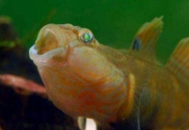 互相吐沙子的鱼是什么鱼