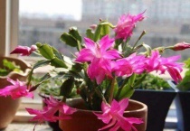 蟹爪兰的叶子脏了怎么办？