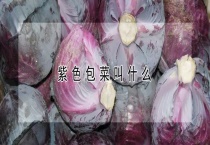 紫色包菜叫什么？