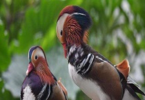 鸳鸯是什么动物？鸳鸯吃什么？