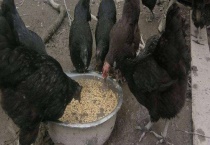 乌骨鸡饲料配方 乌骨鸡饲料配制原则