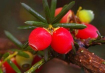 矮紫杉花长什么样