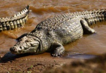 鳄鱼断脚能再生吗？