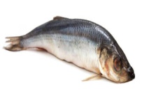 钓青鱼饵料配方大全 附详细介绍